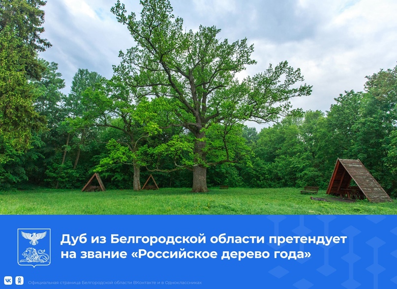 Приглашаем Вас поддержать шебекинский дуб в национальном конкурсе «Российское дерево года».