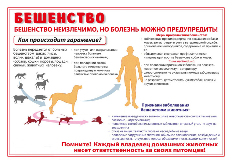Бешенство неизлечимо, но болезнь можно предупредить!. Бешенство неизлечимо, но болезнь можно предупредить!.