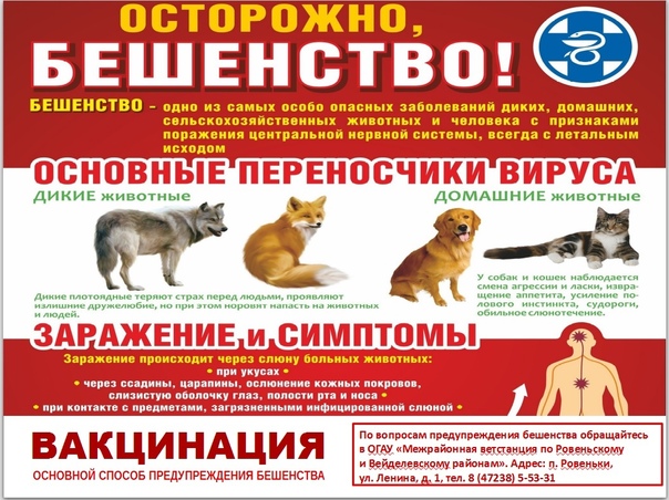 Вакцинация - основной способ предупреждения бешенства. Вакцинация - основной способ предупреждения бешенства.
