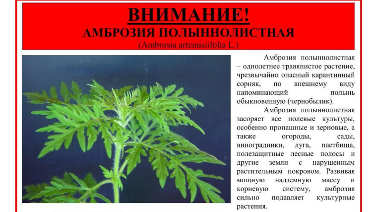Амброзия полыннолистная. Амброзия полыннолистная.