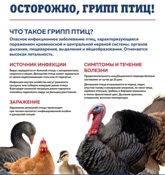 Осторожно, грипп птиц.. Осторожно, грипп птиц..